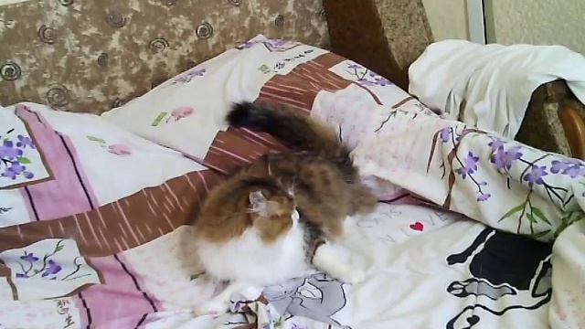 Кот бесится на диване смотреть онлайн