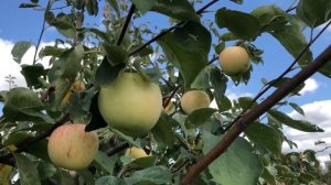 Обзор сорта яблони "Мечта"