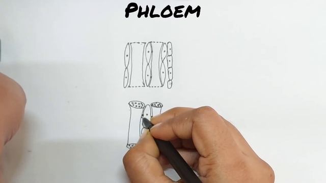 How to draw well labelled diagram of Phloem - Vascular bundle - Plant tissues (1) by Deepa mam смотреть онлайн