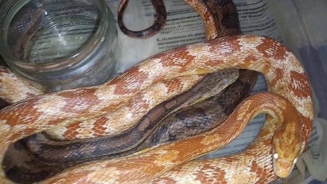 Разведение маисовых полозов (мой опыт). смотреть онлайн