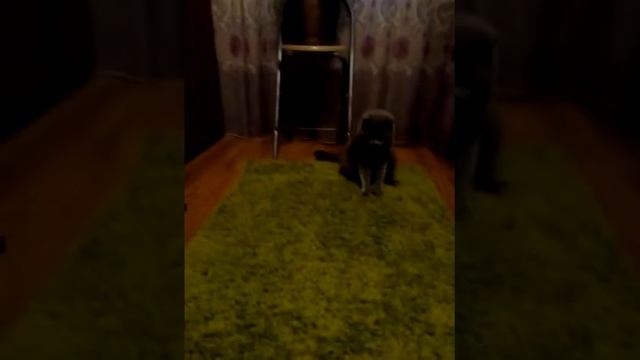 Мой кот обожает играть с резинками для волос.