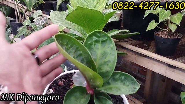 MASIH KONSISTEN DENGAN TAMPILAN MENARIK,HARGA EKONOMIS,,,ANTHURIUM JEMANI & JENIS ANTHURIUM LAINNYA смотреть онлайн