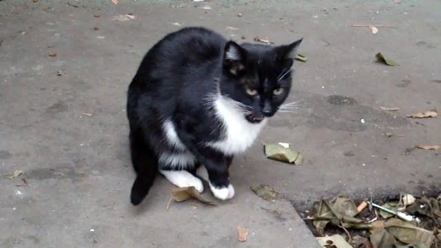 Кот испачкал нос в сметане смотреть онлайн