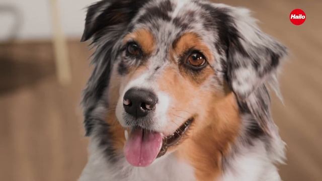 HAILO TP1 - Treppenpodest / stairs platform смотреть онлайн