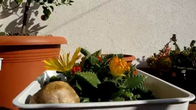 Magia en el jardín de los druidas (I) - Faucaria Tigrina смотреть онлайн