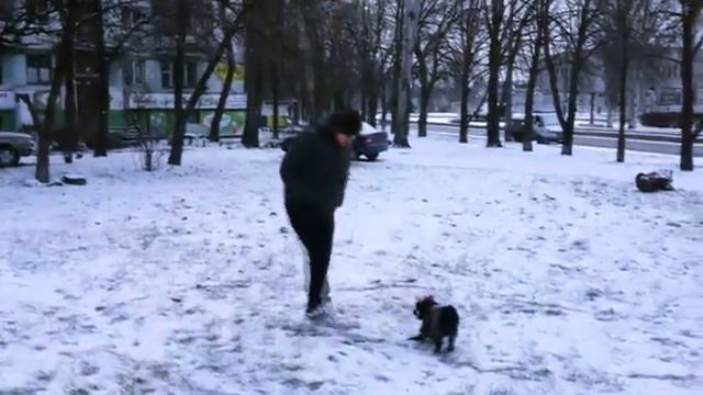 Смешной собака впервые играет на снегу. Щенок впервые видит снег смотреть онлайн