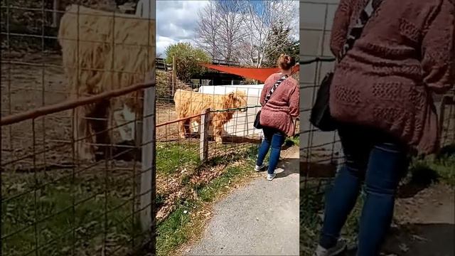 США. Поездка на ферму, где можно гладить, держать в руках, кормить животных. София в восторге! смотреть онлайн