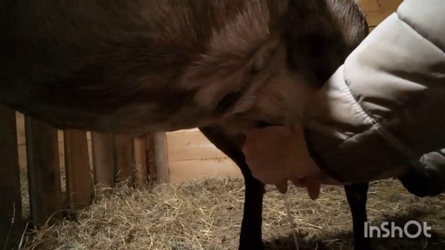 Дойка англо- нубийской козы Британии. Кормлю козлика Камори. смотреть онлайн