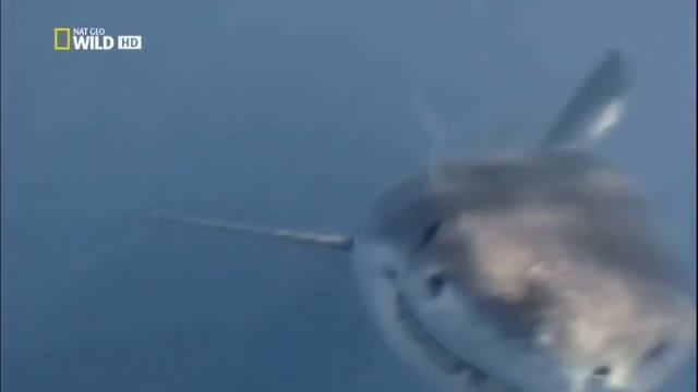 БОЛЬШАЯ БЕЛАЯ АКУЛА Страшный хищник убийца смотреть онлайн