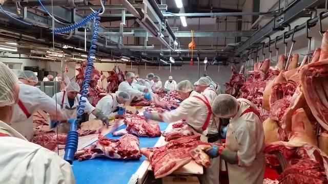Обвалка свинины на конвейере в Германии смотреть онлайн