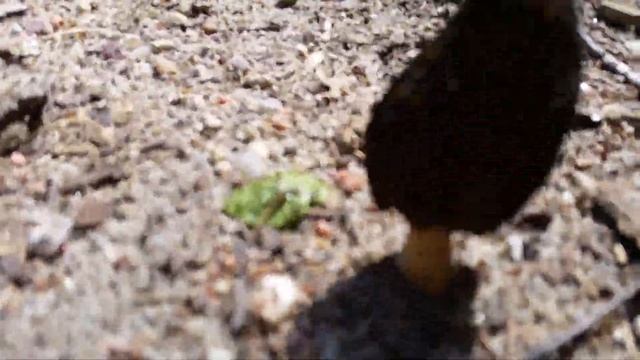 Сморчковая охота 2 смотреть онлайн