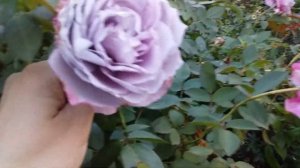 Роза Новалис- яркая, красивая флорибунда цветение 20 сентября 2021 г