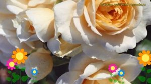 Роза флорибунда Лион Роуз. Краткий обзор, описание характеристик, где купить саженцы Lions Rose