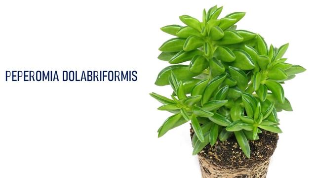 71 PEPEROMIA SPECIES | HERB STORIES смотреть онлайн