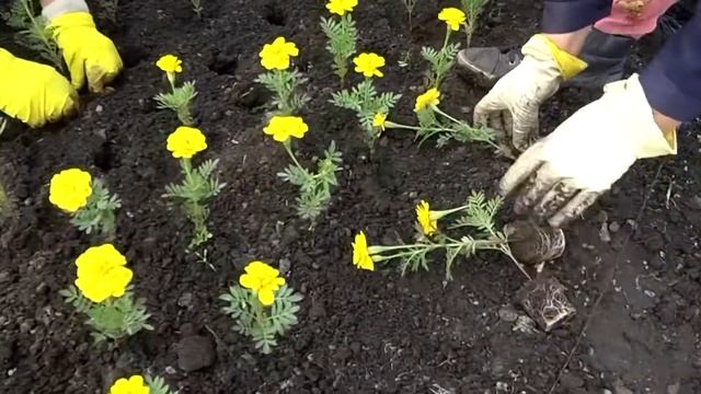 Сезонная высадка цветов смотреть онлайн