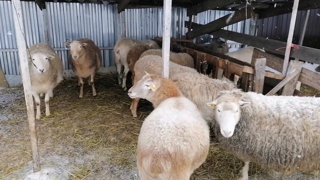 Выращивание ягнят без матки смотреть онлайн