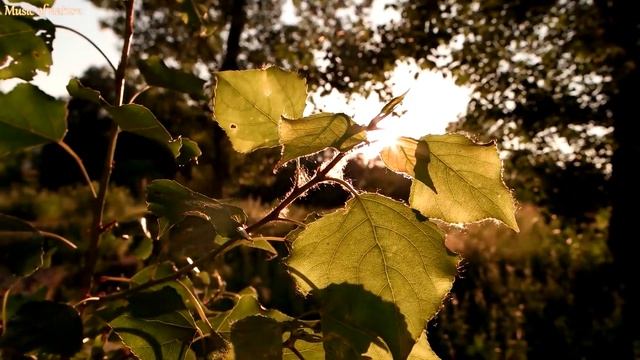 УТРЕННЯЯ МУЗЫКА - Просыпайтесь и сияйте позитивной энергией для духа - Успокаивающая музыка смотреть онлайн