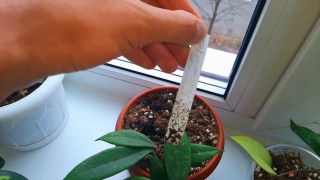 ОБЗОР НА ХОЙИ / Самые сложные для меня растения