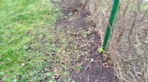 Уход за живой изгородью. Девичий виноград на заборе.#девичийвиноград