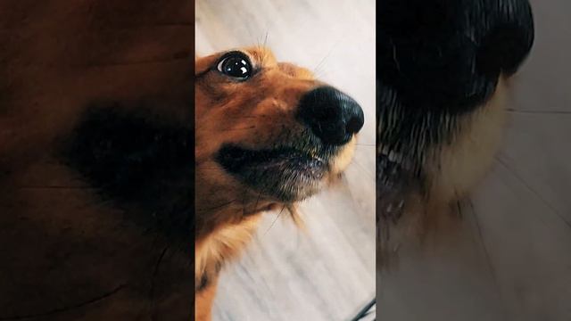 Mini Dachshund Tries Spaghetti Cute Dog Video смотреть онлайн