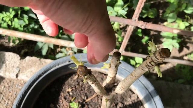 117. Драцена после пересадки и обрезки через 3 месяца. смотреть онлайн