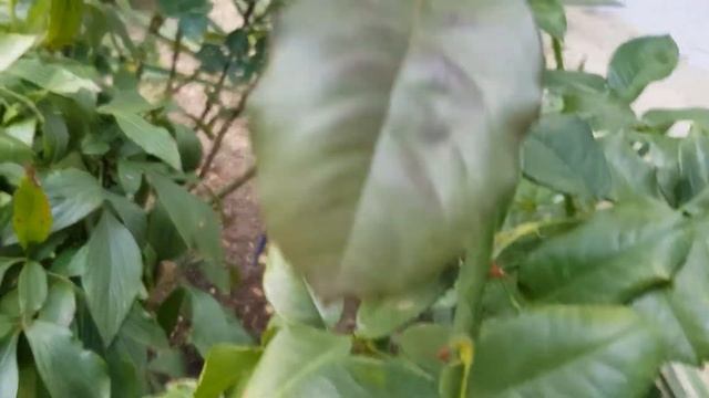 Сорт розы БРИЛЛИАНТ КОРСАР, кордес, это вроде не он,помогите определить название,пожл, 24.09.2021 г смотреть онлайн