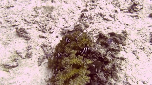 Scuba Diving - Siyam World - Maldives - Nov 2023 Day 5 - Noonu Atoll смотреть онлайн