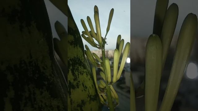 ??? Сансевиерия / Sansevieria #sansevieria #plants #shorts #rareplants смотреть онлайн