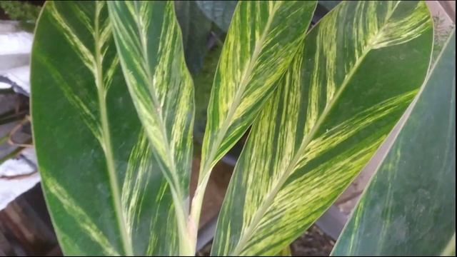 ALPINIA ZERUMBET VARIEGATA #AlpiniaZerumbet смотреть онлайн