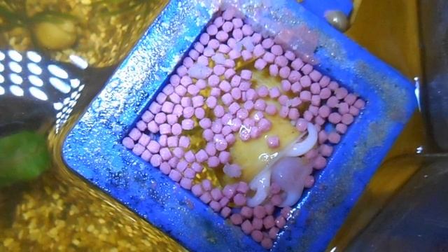 Улитка-Ампулярия поедает сухой корм!