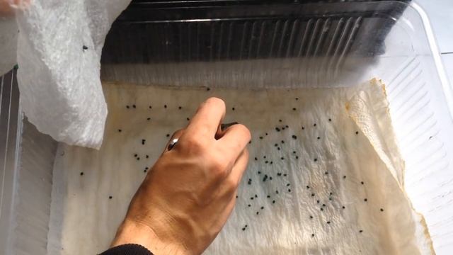 Гигантский лук Эксибишен. Как вырастить крепкую рассаду лука Эксибишен смотреть онлайн