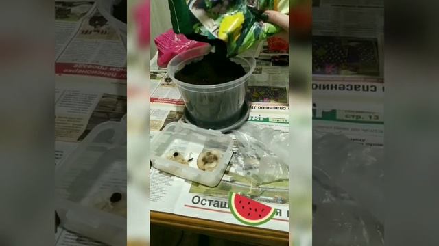 Сажаю арбуз в декабре))) Проросли семена арбуза зимой. Огород на подоконнике. смотреть онлайн