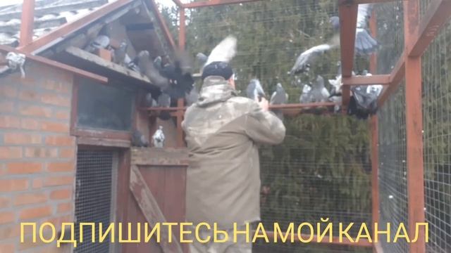 НИКОЛАЕВСКИЕ ГОЛУБИ. ОБЗОР КРАСНОАРМЕЙСКИХ, ДИМИТРОВСКИХ, ДОНЕЦКИХ ГОЛУБЕЙ НАШЕГО ПИТОМНИКА. смотреть онлайн
