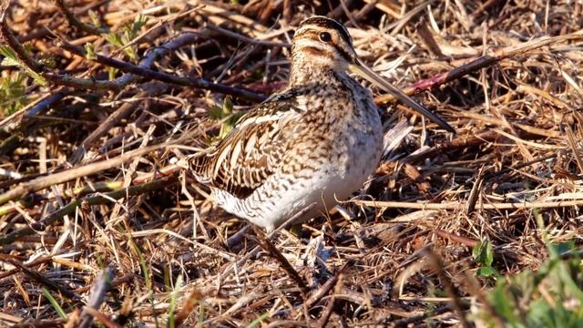Bekassine/бекас/Snipe / смотреть онлайн