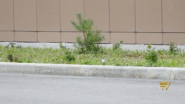 Уют внутреннего двора ЮОГУ смотреть онлайн