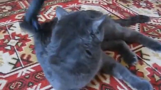 Кот и пылесос.wmv смотреть онлайн