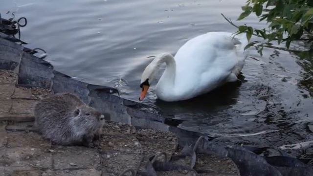 Лебедь и Нутрия фото Н Ильина смотреть онлайн