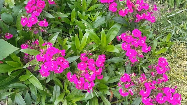 Видеофон: Розовые цветы (скачать, футаж) смотреть онлайн