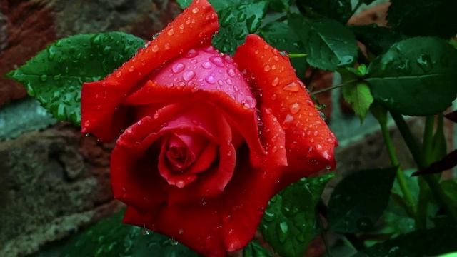 Ляля Нечерная - Выбирал мальчишка розу. Читает Владислав Витковский смотреть онлайн