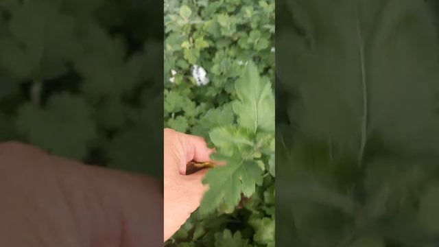 Черенки хризантемы почтой смотреть онлайн