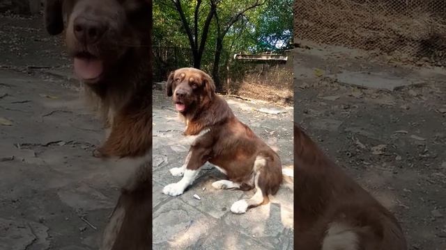 Българско овчарско куче/Bulgarian shepherd dog/Болгарская овчарка смотреть онлайн