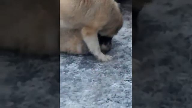 Мать учит щенка-"КАК ОБЕЗДВИЖИТЬ ПРОТИВНИКА" смотреть онлайн