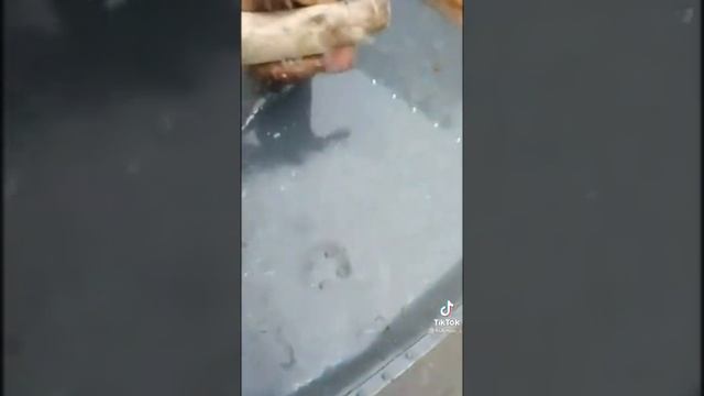 рыба как собака зубастая смотреть онлайн