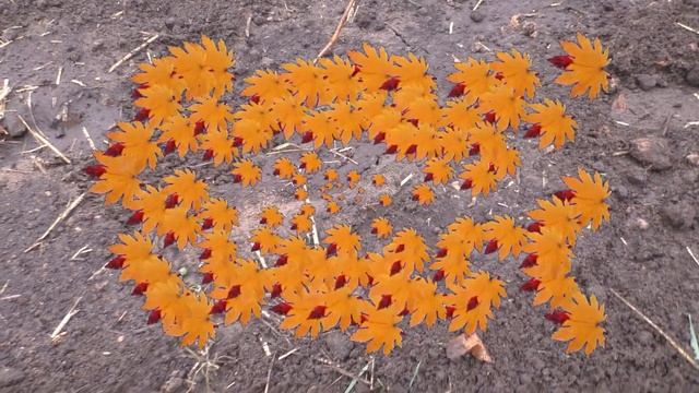 Виноград .Копка . Посадка .Пересадка . смотреть онлайн