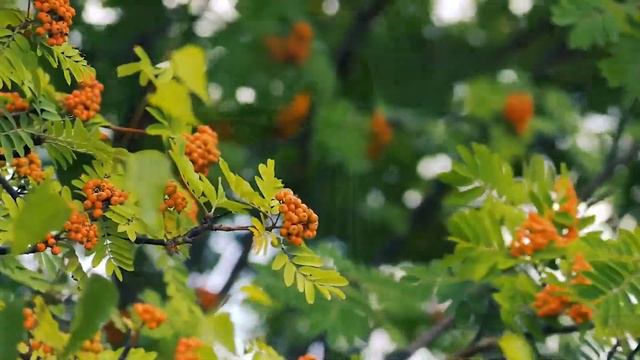 Нафиса Назарова - Уз илемдэ (Г.Зәйнашева сүз., С.Садыйкова көе) смотреть онлайн