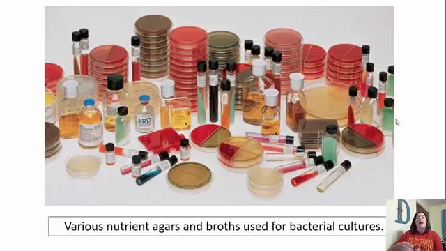 Chapter 6 Microbial Growth смотреть онлайн