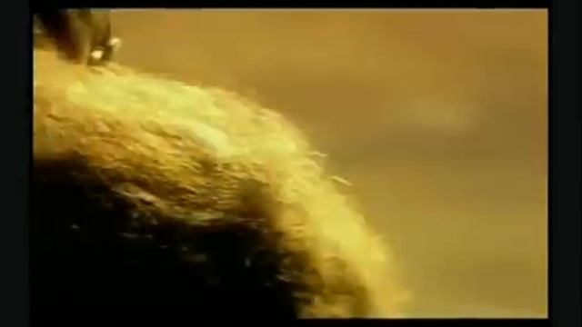Dr. Diesel. Мы такие разные - и все-таки мы вместе.flv смотреть онлайн