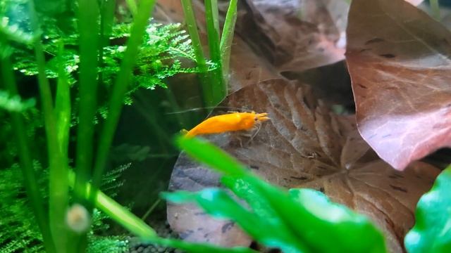 Креветка Мандаринка (оранжевая), несколько секунд из жизни обитателей моего аквариума
