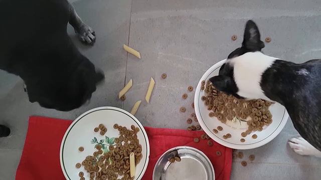 Best Dry Dog Food In 2024 - Top 10 Dry Dog Foods Review смотреть онлайн