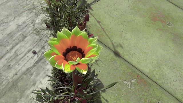 Gazania uniflora смотреть онлайн